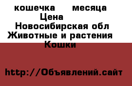 кошечка 1,5 месяца › Цена ­ 50 - Новосибирская обл. Животные и растения » Кошки   